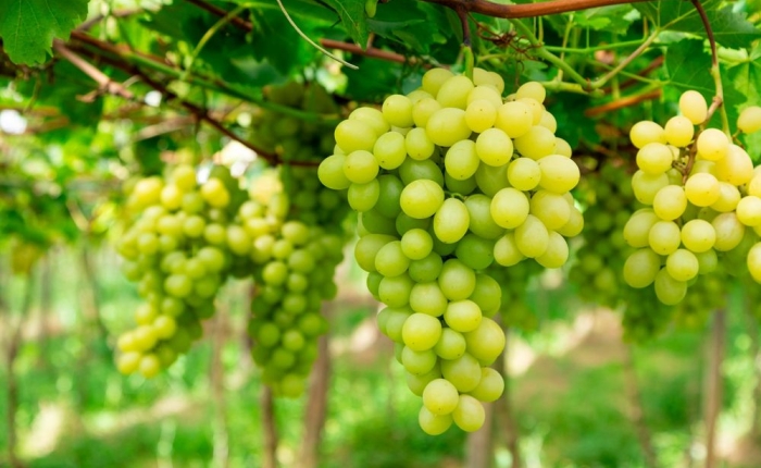 17ª Abertura da Colheita ocorre nesta sexta-feira